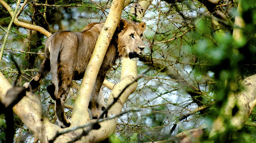Løve ved Lake Nakuru
