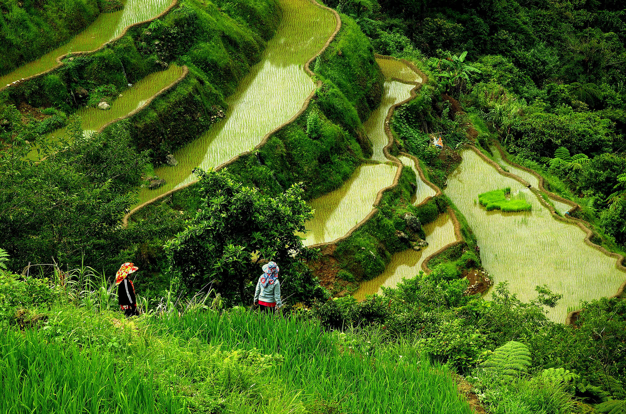 Se de grønne risterasser i Banaue på din rejse til Filippinerne.