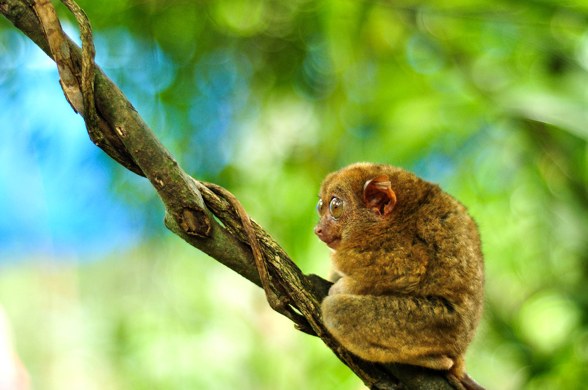 Besøg spøgelsesaben på Bohol