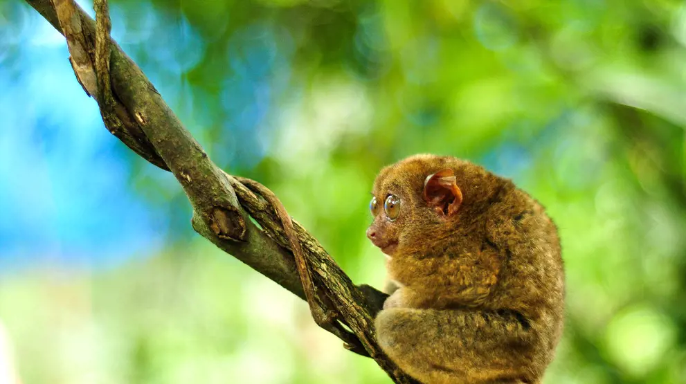 Besøg spøgelsesaben på Bohol