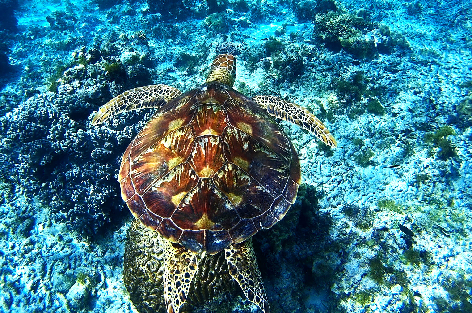 Vær heldig at opleve havskildpadderne i deres naturlige habitat udenfor Bohol