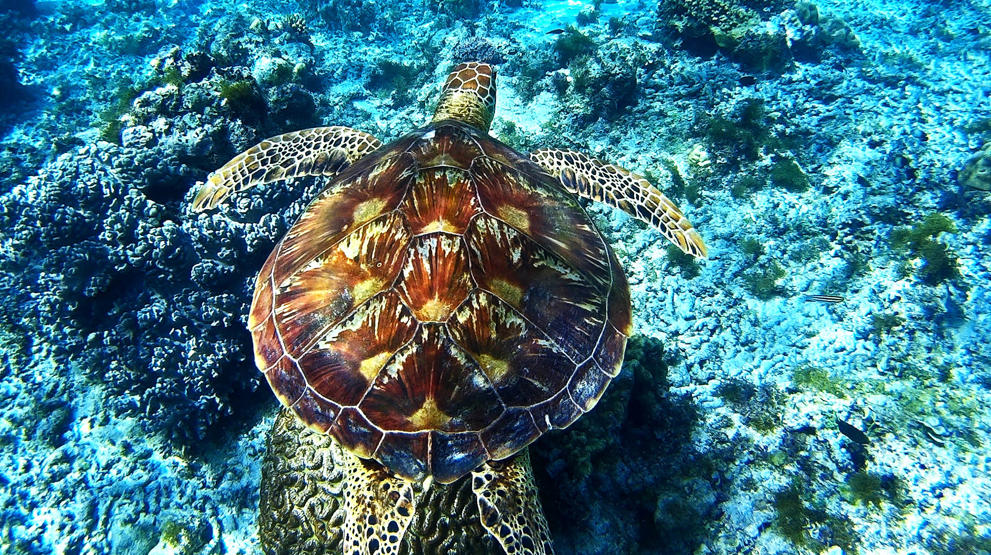 Vær heldig at opleve havskildpadderne i deres naturlige habitat udenfor Bohol