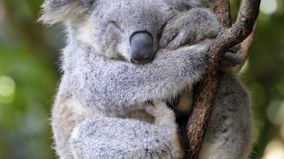 Kom tæt på dyrelivet på en rundrejse i Australien