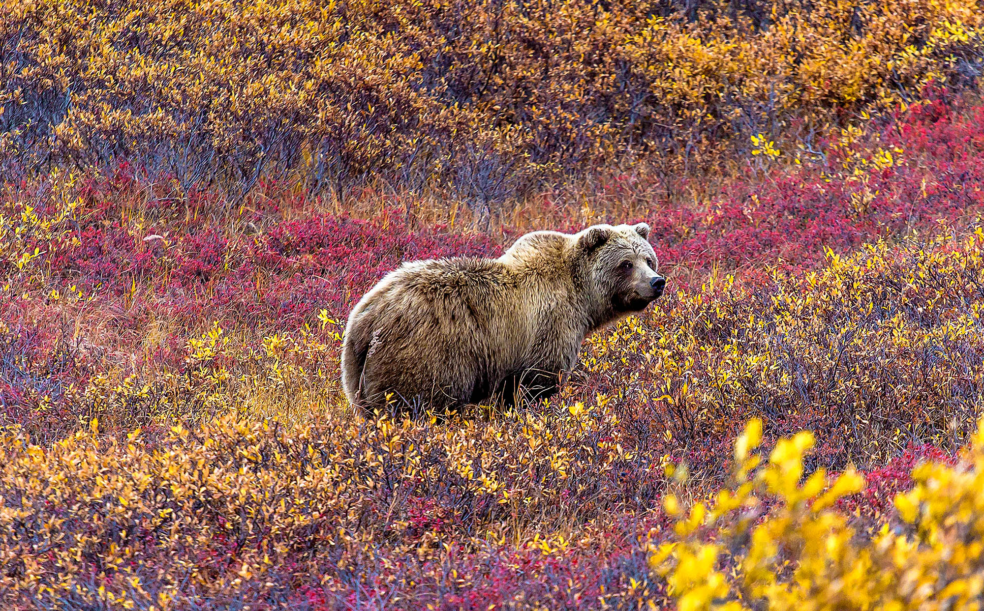 Oplev den smukke natur i Denali National Park