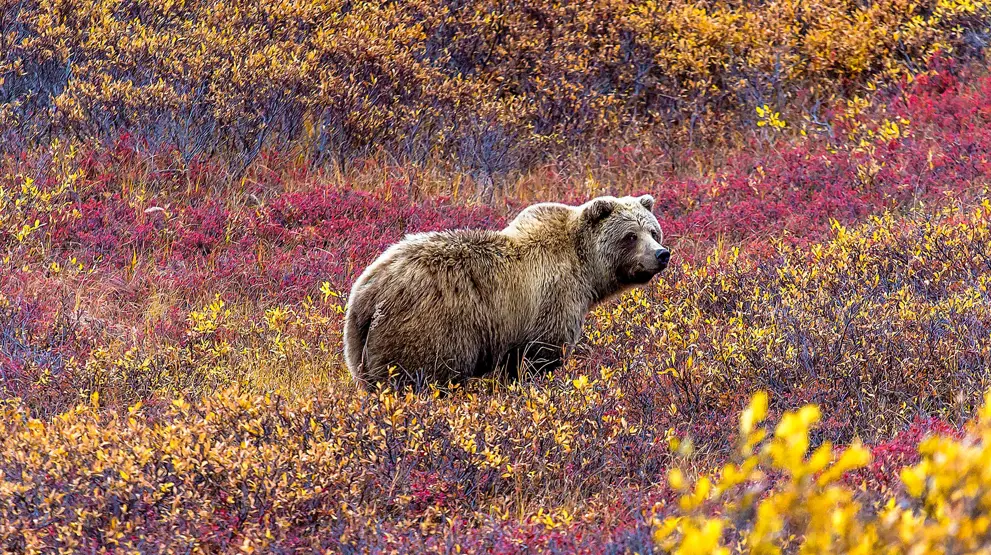 Oplev den smukke natur i Denali National Park