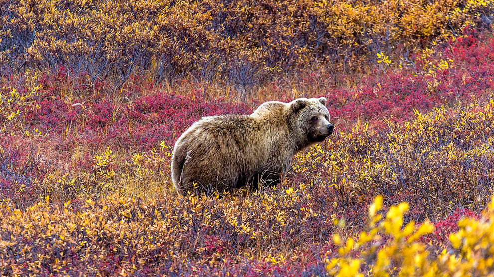 Hold øjnene åbne efter brune bjørne i Denali National Park, Alaska