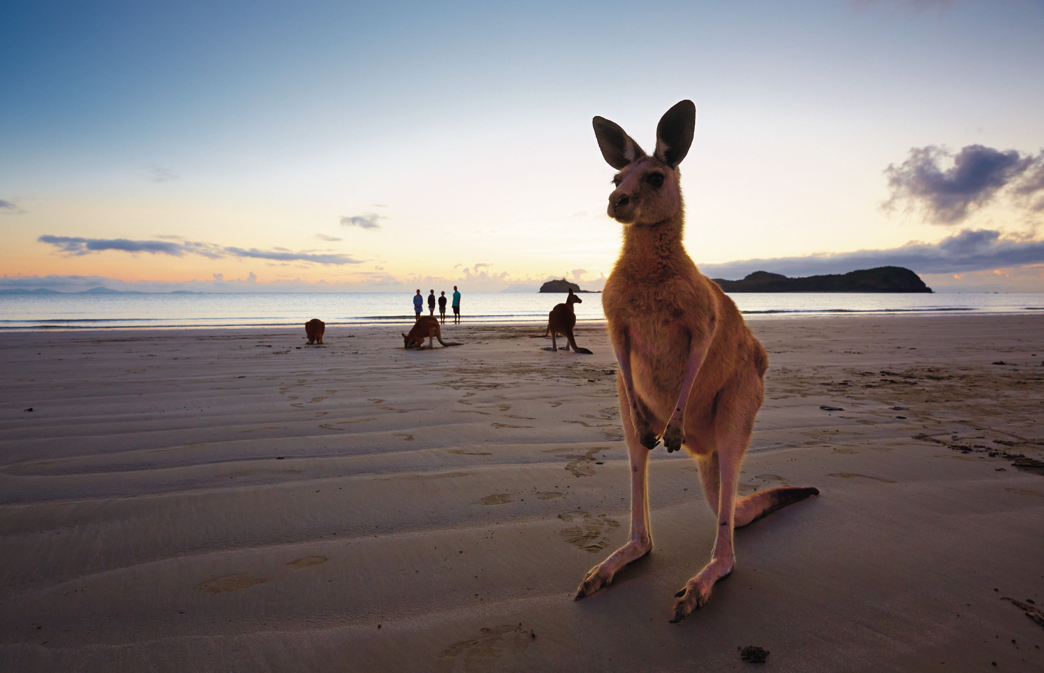 Австр. Кенгуру в Австралии. Маккай (Квинсленд). Сидней кенгуру. Астралия остров кенгуру.
