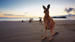 Kom tæt på kænguruer på Kangaroo Island