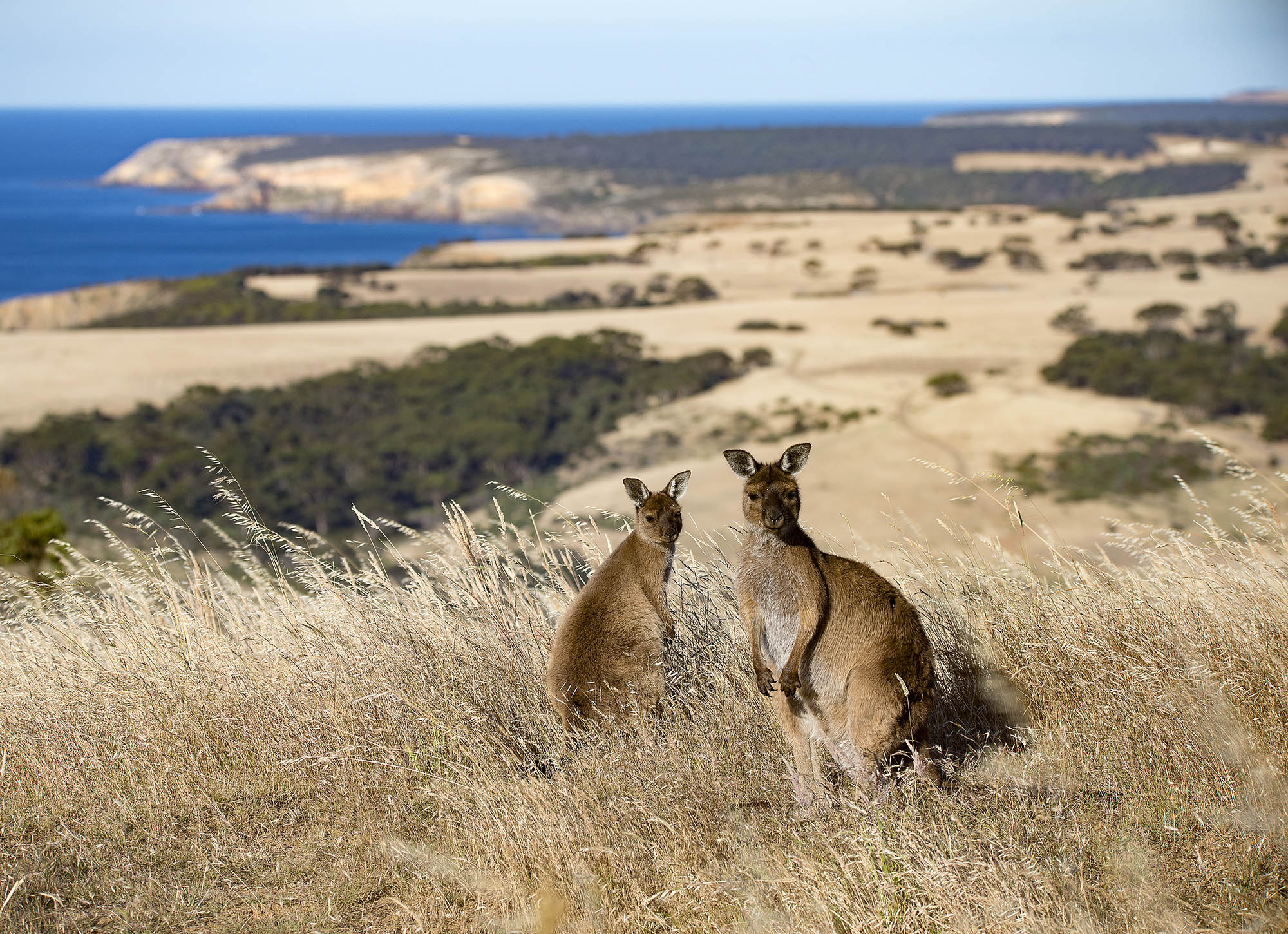 Kangaroo Island