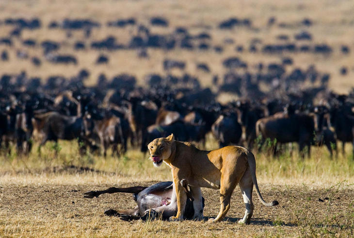Oplev Vildtvandringen i Serengeti | Millioner af dyr på vandring med rovdyr i hælene