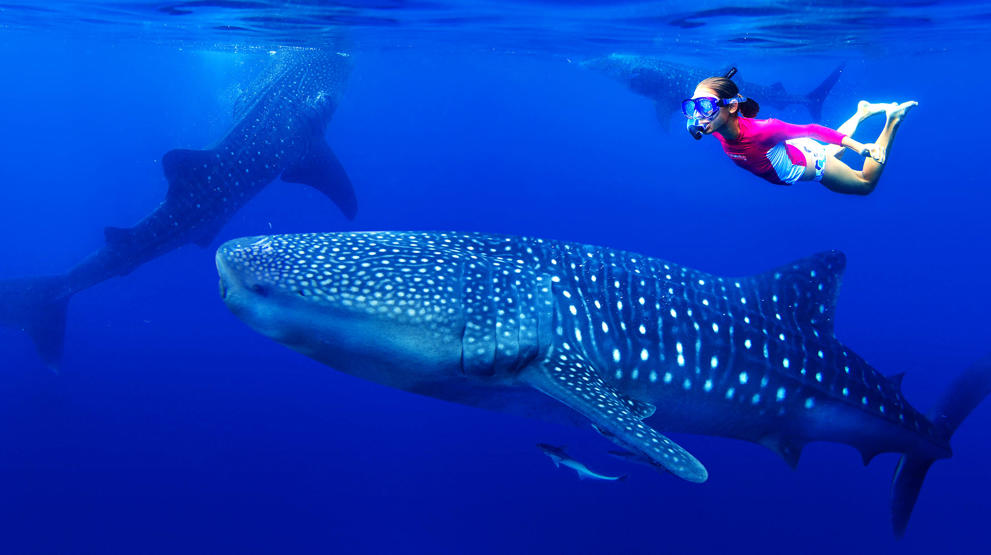 Filippinernes undervandsliv er uden sammenligning - svøm bl.a. med de majestætiske hvalhajer