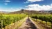 Vinrankerne i Hunter Valley Vinrankerne i Hunter Valley