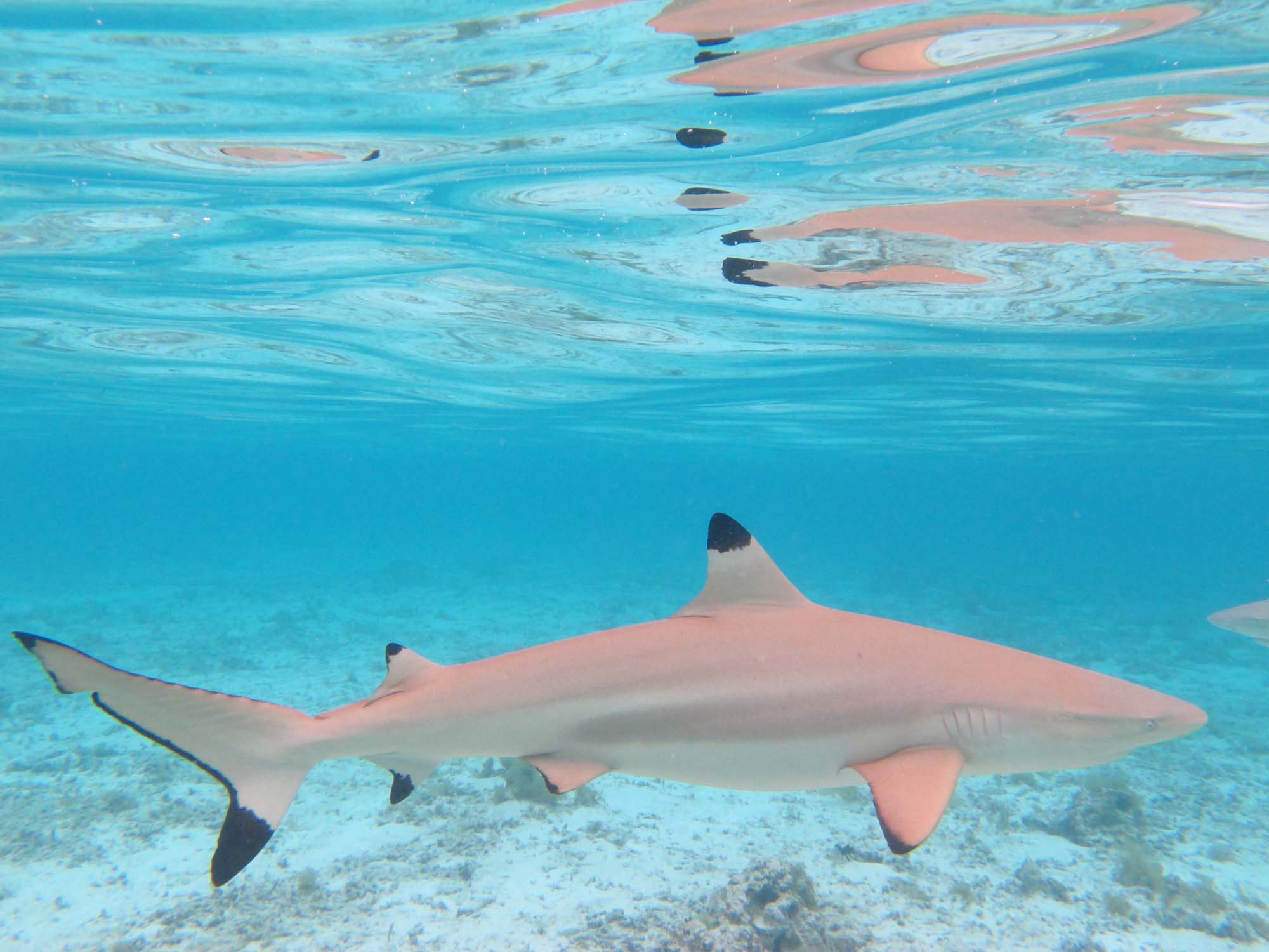 Se om I kan spotte den sorttipede revhaj på jeres Bora Bora-rejse.