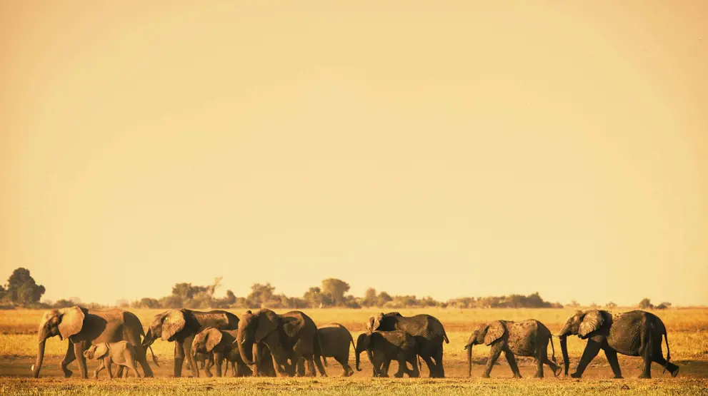 I Chobe National Park finder du Afrikas største bestand af elefanter.