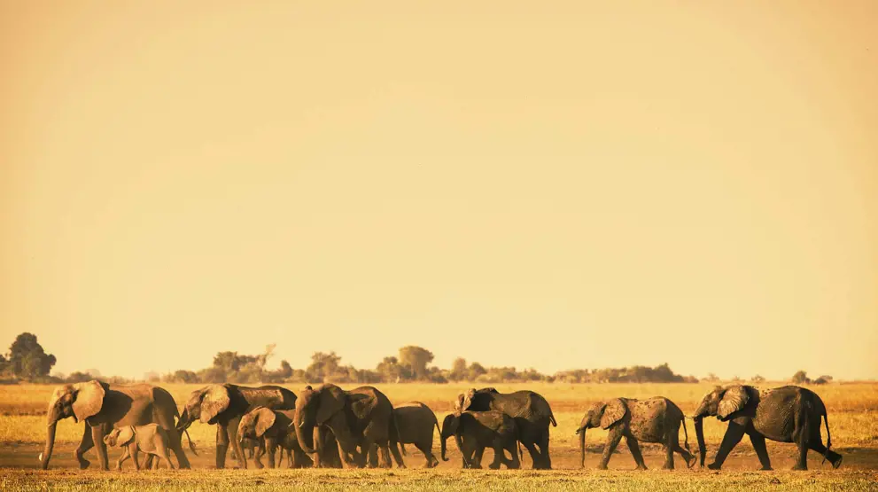 Elefanter på savannen er et mål for mange, når de rejser til Afrika