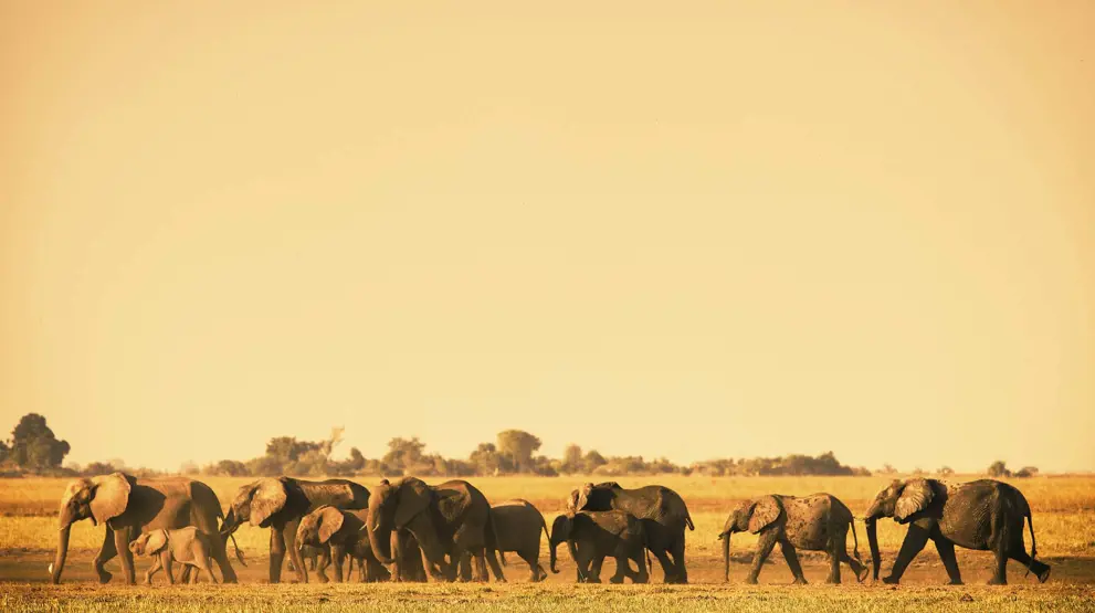 Chobe National Park er kendt for de mange elefanter