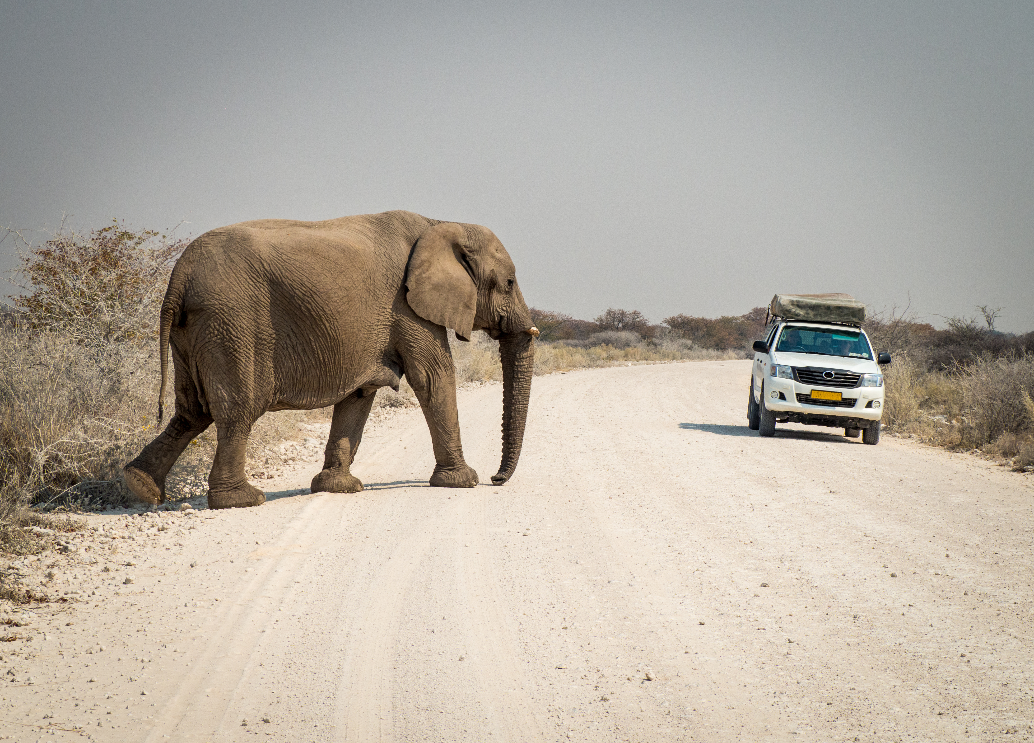 Oplev friheden og kom tæt på dyrene med kør selv safari i Etosha National Park