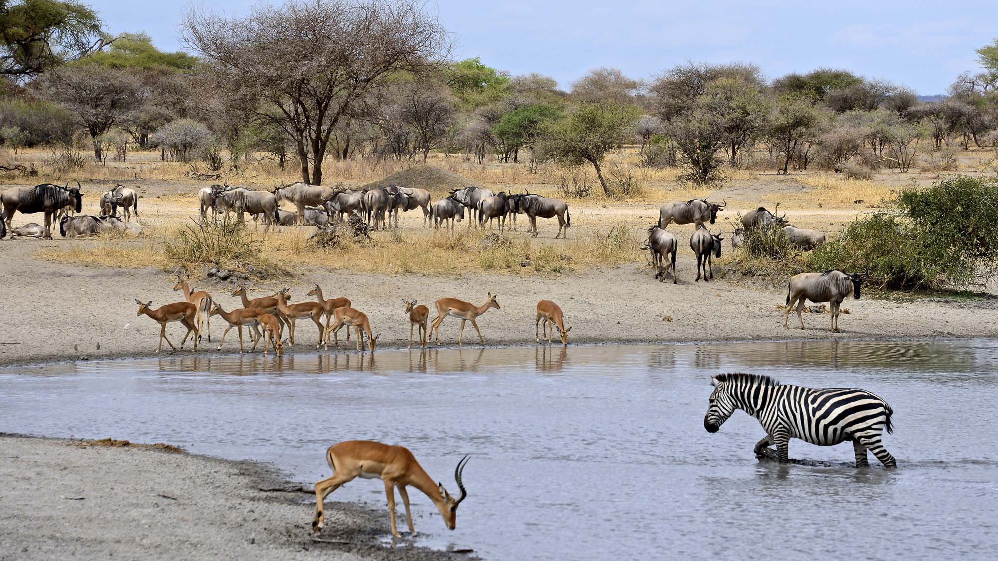 Rejser til Lake Manyara
