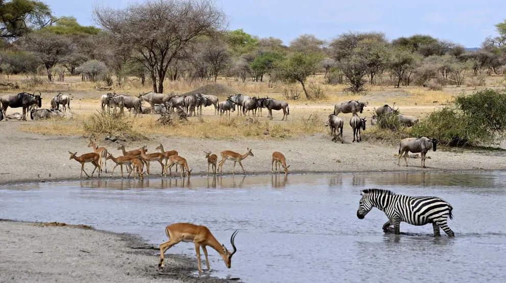 Dyreliv ved Lake Manyara