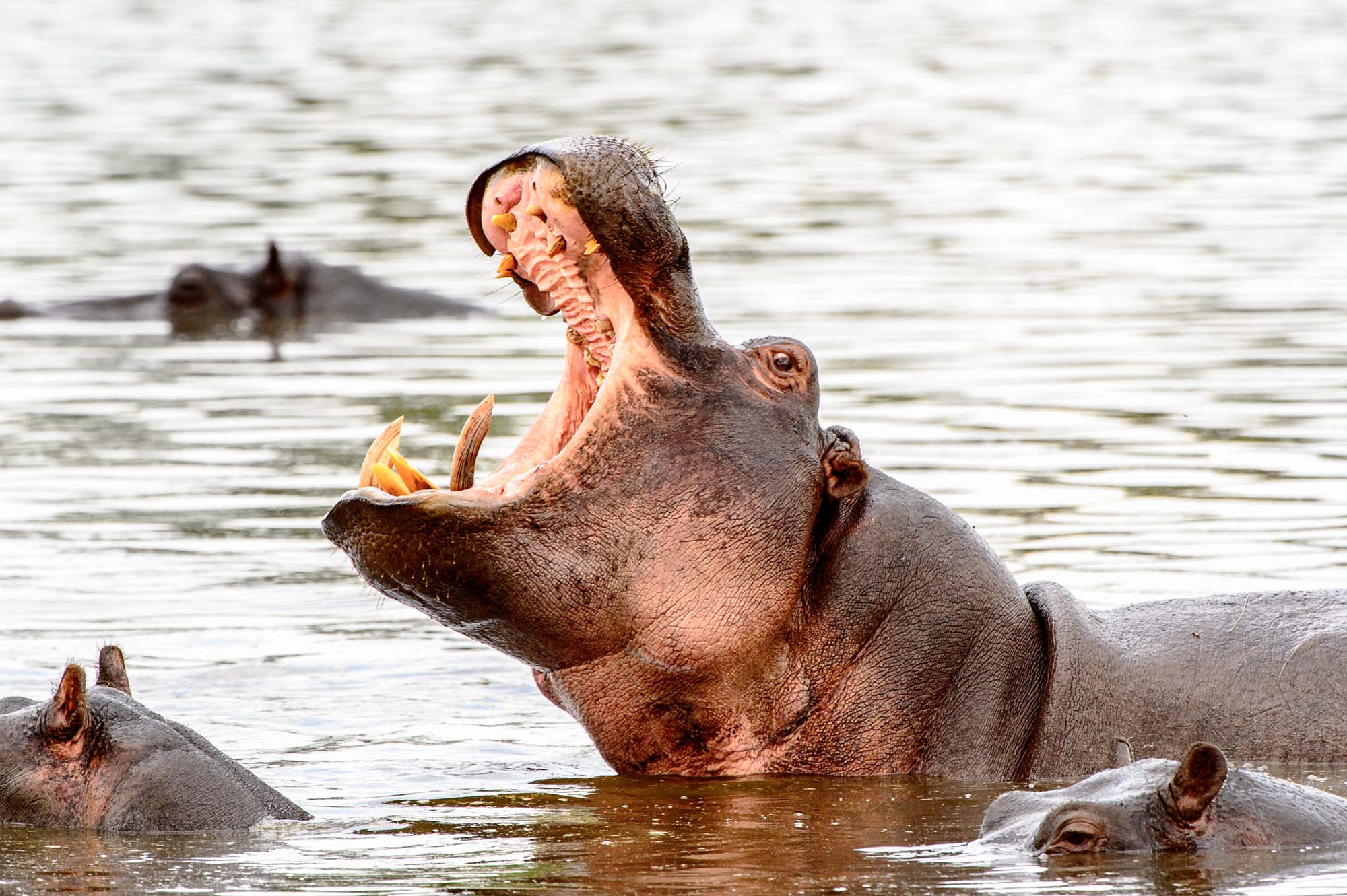 Flodheste i Moremi Game Reserve