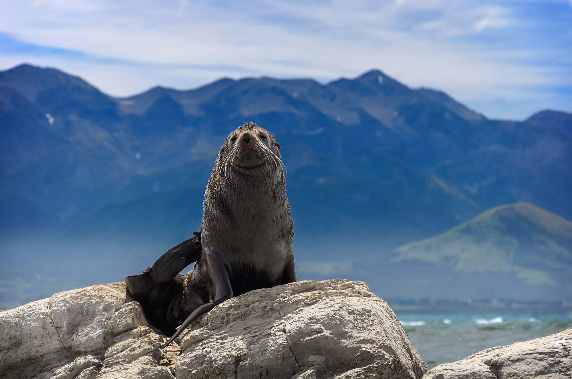 New-Zealand-kaikoura-seal-shutterstock_415177963