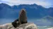 New-Zealand-kaikoura-seal-shutterstock_415177963