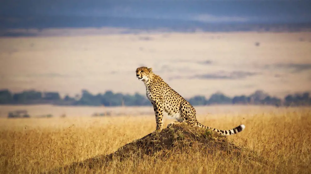 På din safari i Kenya kan du være heldig at se geparden.
