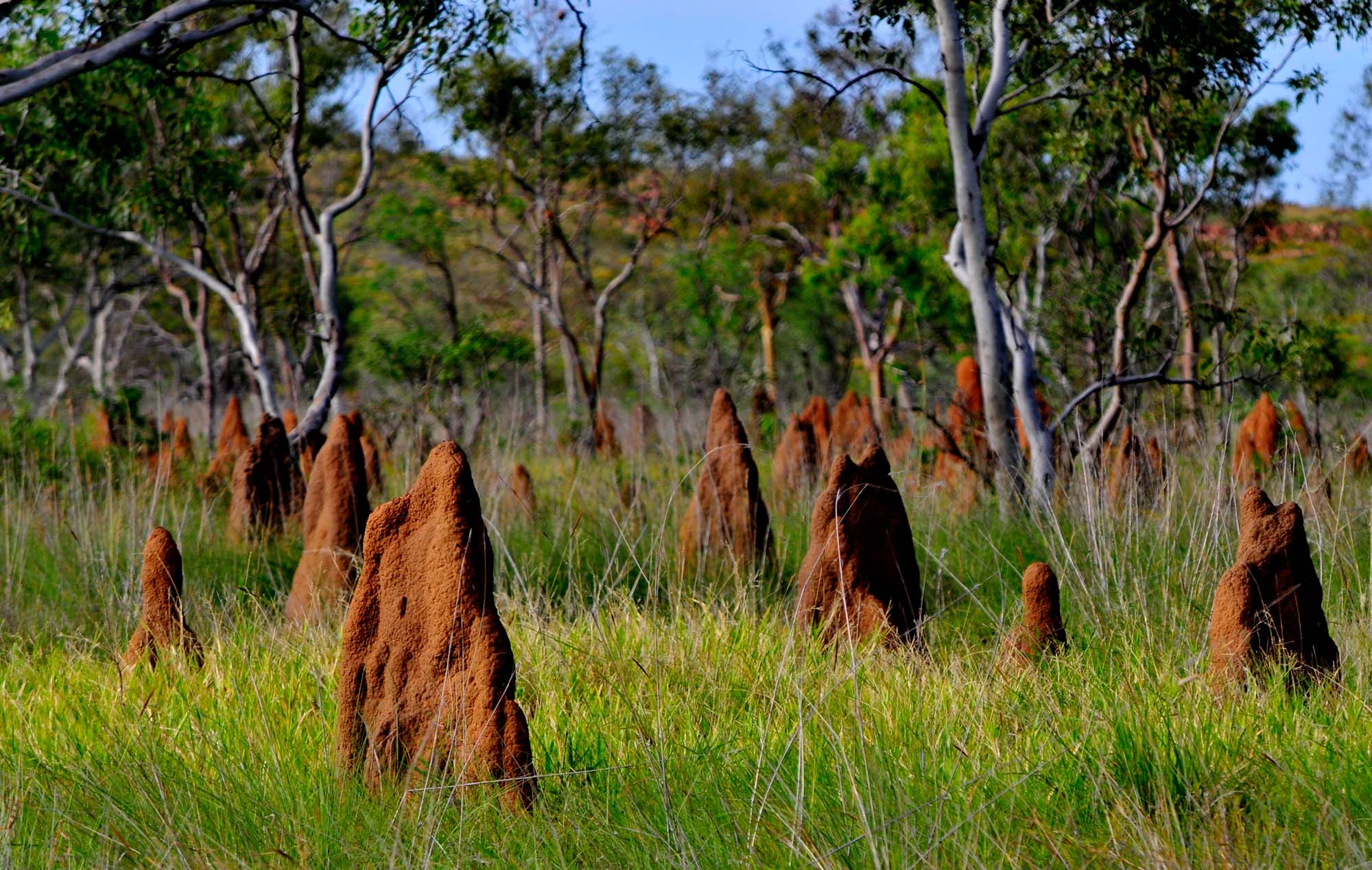 I Litchfield National Park kan du opleve gigantiske termitboer på din Northern Territory-rejse.