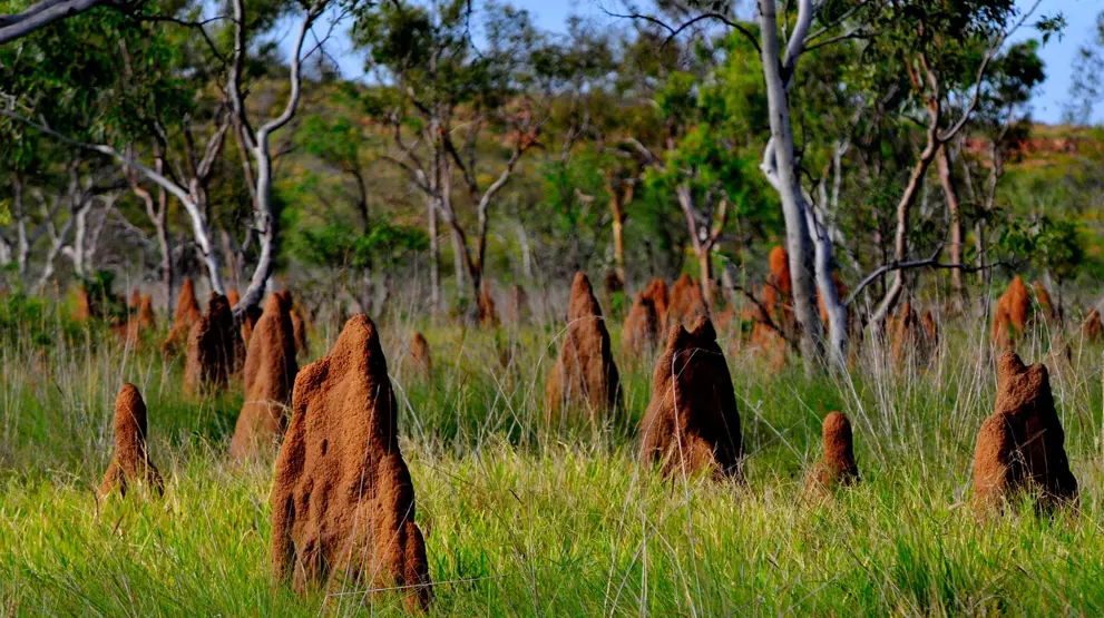 I Litchfield National Park kan du opleve gigantiske termitboer på din Northern Territory-rejse.