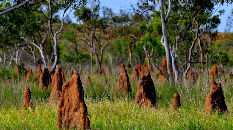 Se de mange termitbo i Litchfield National Park