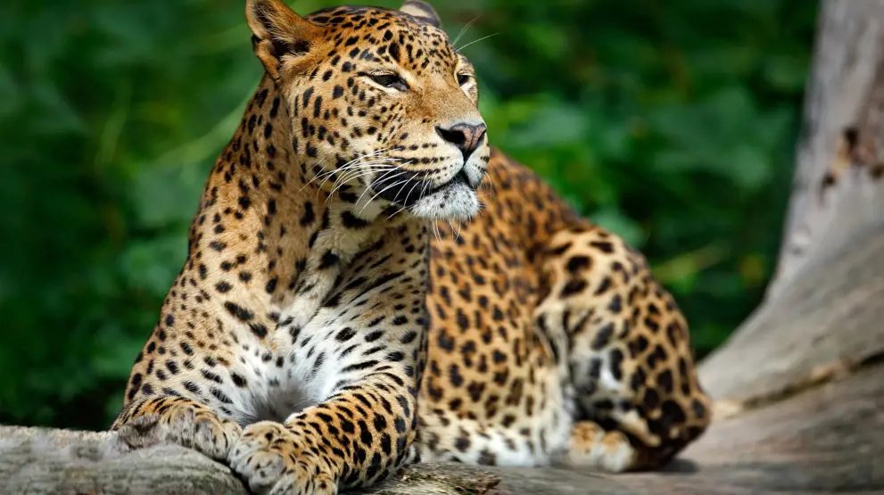 Se de majestætiske leoparder i Yala på din Sri Lanka-rejse