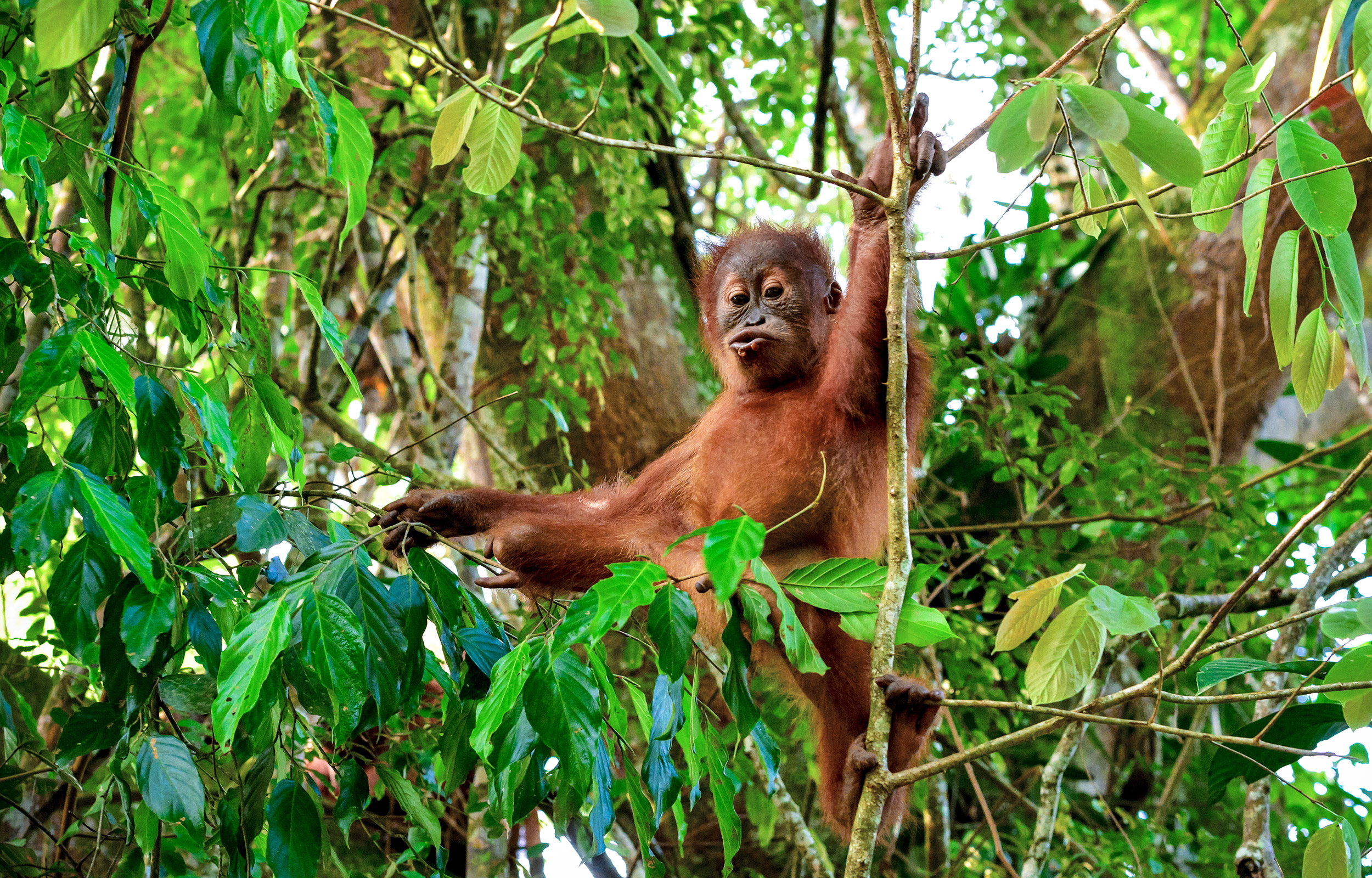 Asien-rundrejser byder på store oplevelser, se bl.a. orangutanger i Malaysias regnskov.