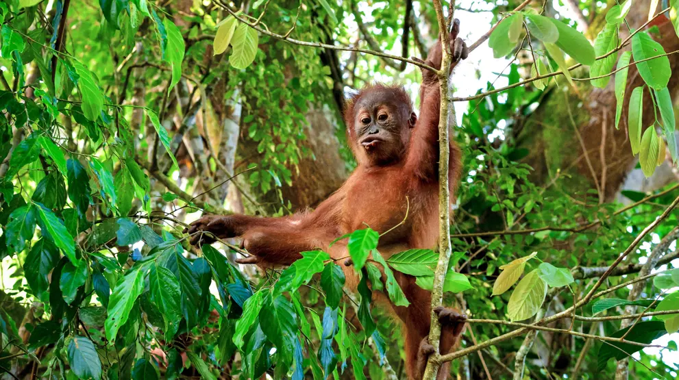 På din rejse til Malaysia kan du se vilde orangutanger i deres naturlige habitat.