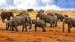 Africa-Zimbabwe-Hwange-elepshutterstock_515532475-CUT