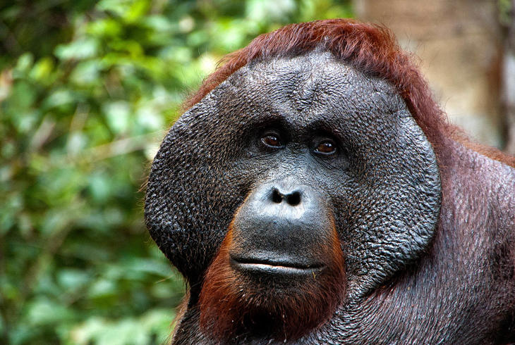 Orangutang på Kalimantan, Tanjung Puting NP