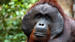 Orangutang på Kalimantan, Tanjung Puting NP
