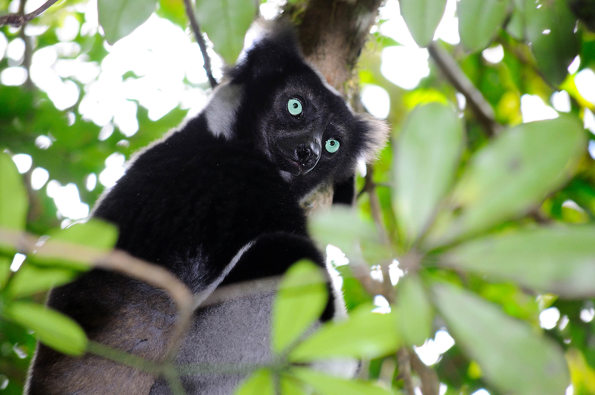 Indri-lemuren i Andasibe Special Reserve.