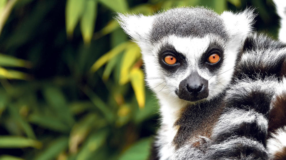 Oplev Madagaskars unikke dyr på et krydstogt i Det Indiske Ocean