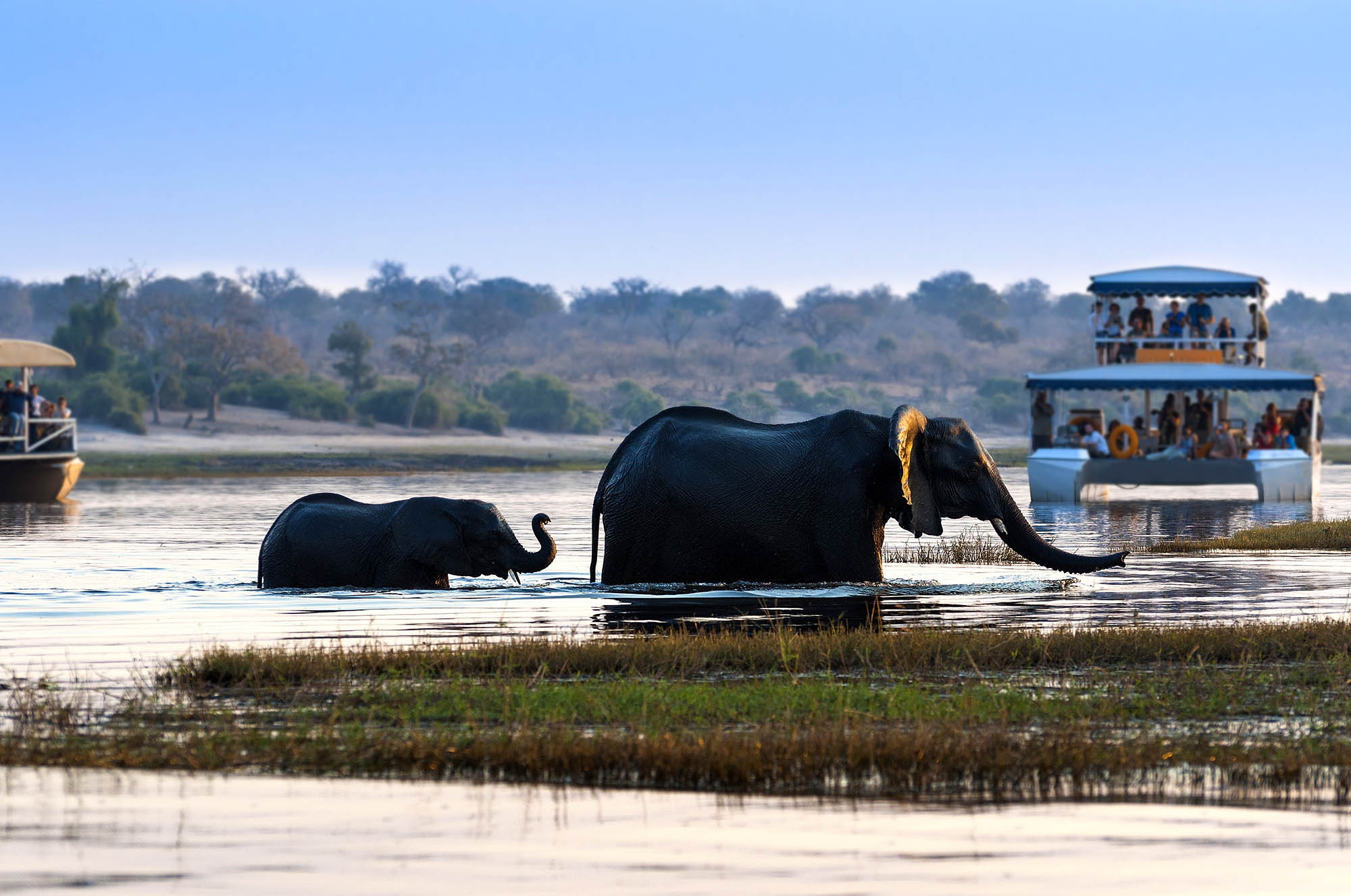 Chobe National Park i Botswana