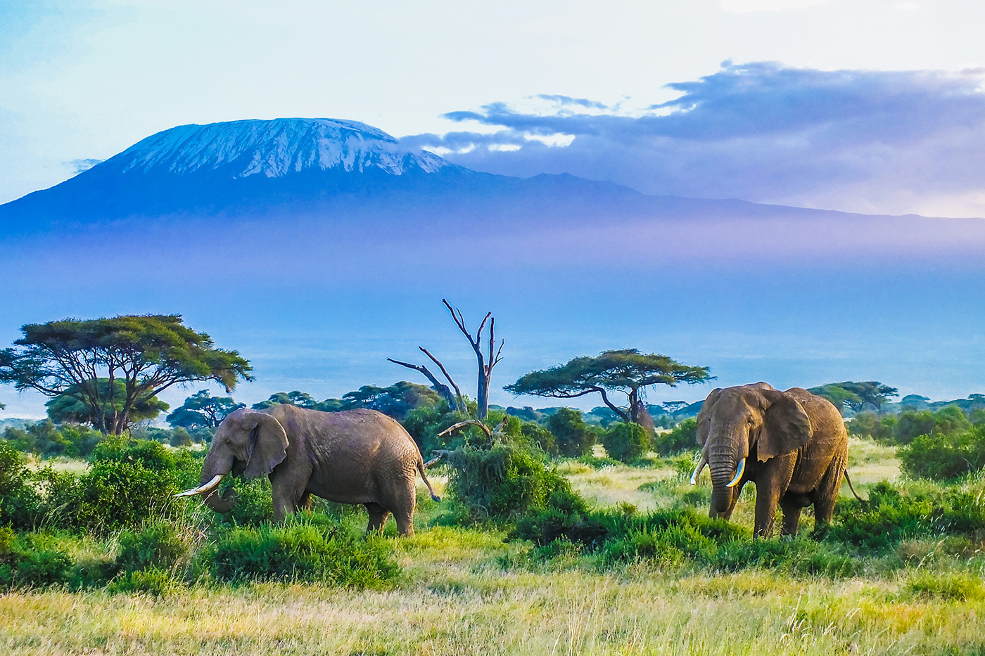 Elefanter i Amboseli National Park med Mt. Kilimanjaro i baggrunden