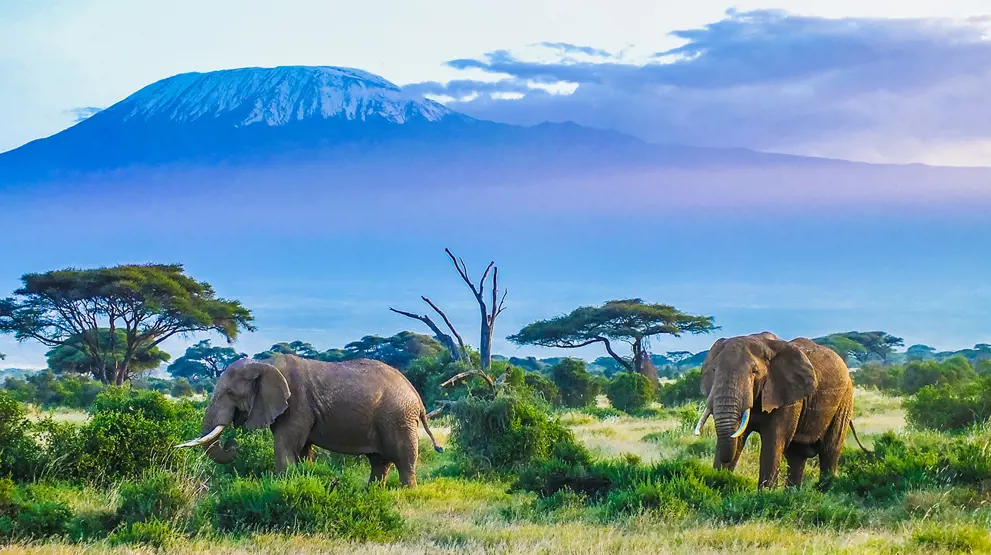 I Amboseli National Park har du Kilimanjaro som scenetæppe.