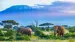 Elefanter i Amboseli National Park med Mt. Kilimanjaro i baggrunden