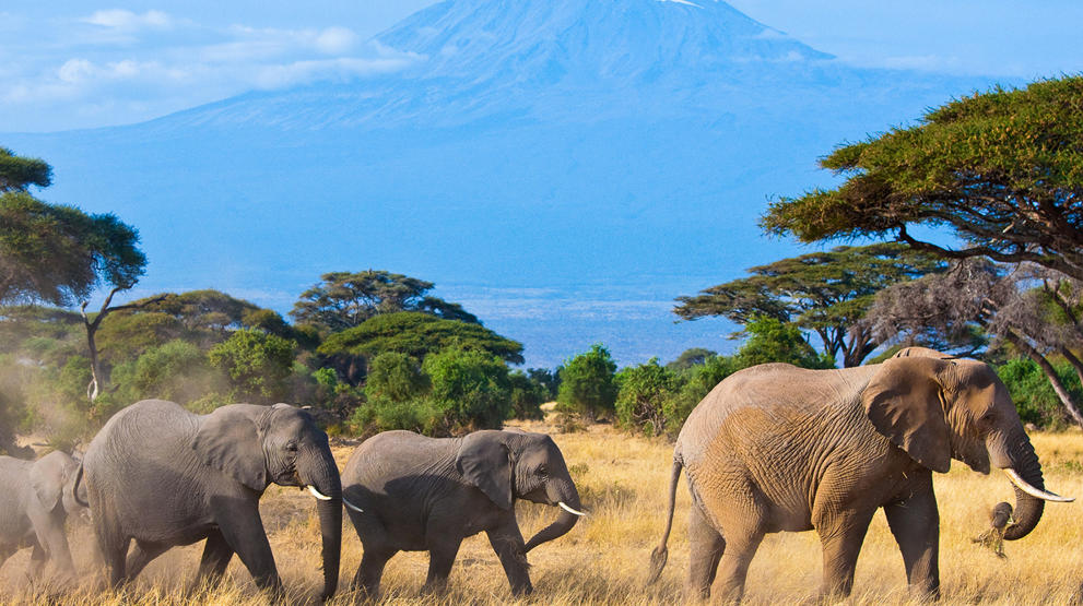 Oplev store flokke af elefanter i Amboseli National Park i Kenya