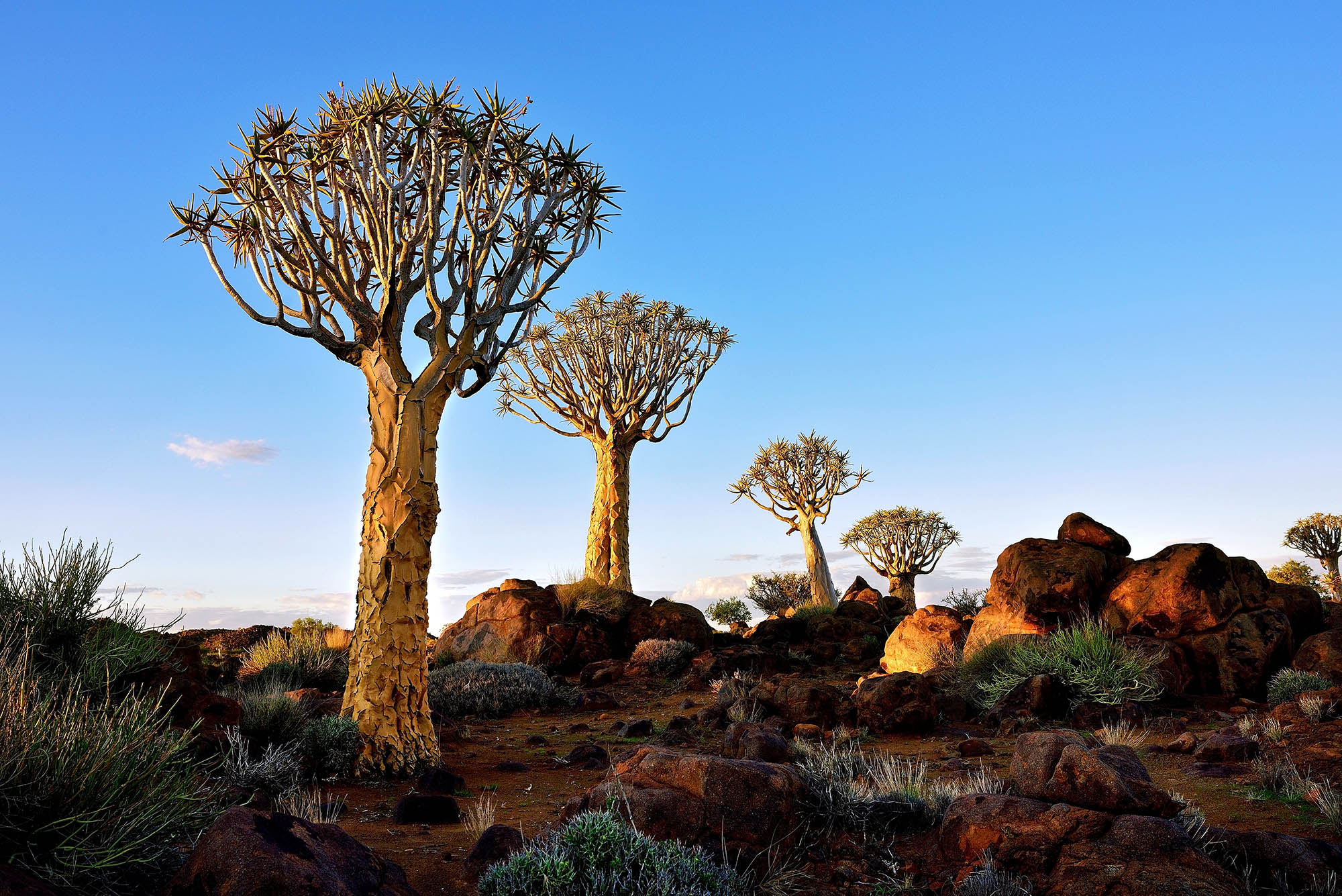 Quiver Tree Forest i Namibia med de karakteristiske træer.
