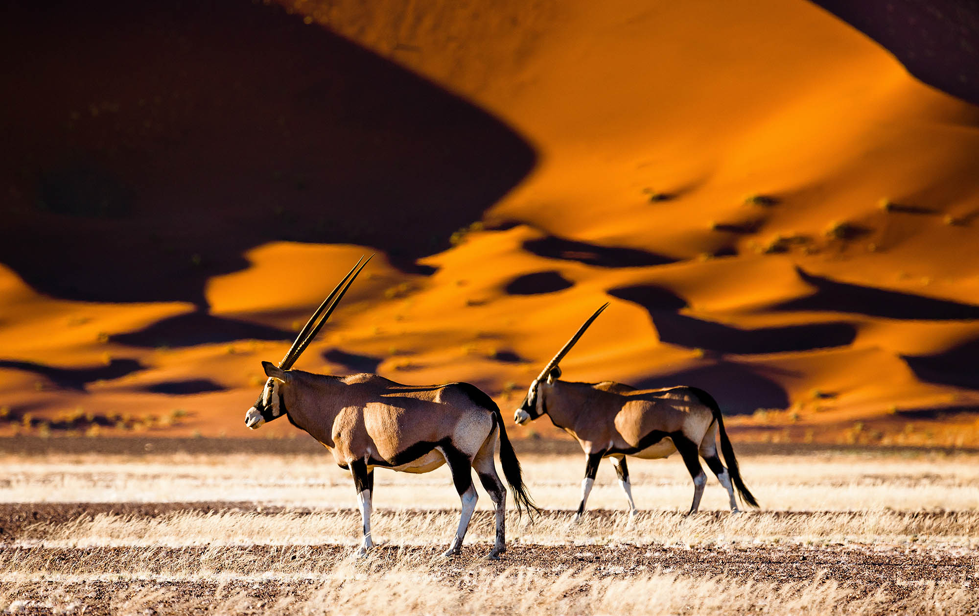 Safari i Namibia