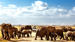 Amboselis store elefantflokke er parkens trækplaster