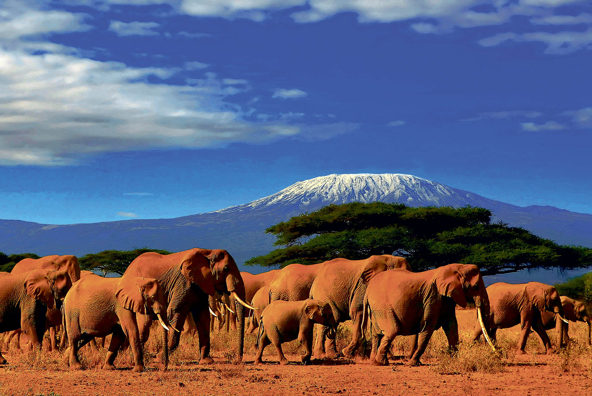 Amboselis store elefantflokke - med Kilimanjaro som tilskuer