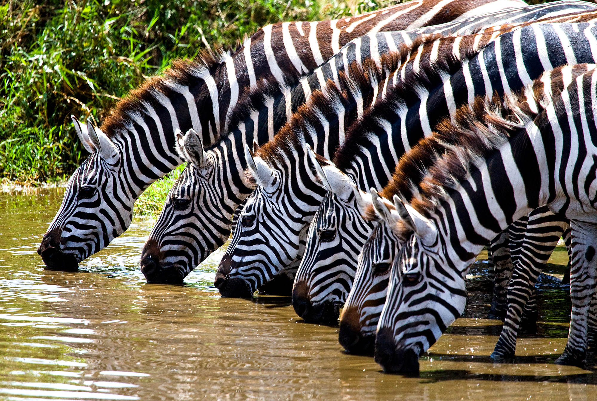 Zebraer på stribe ved flodbredden i Kenya.