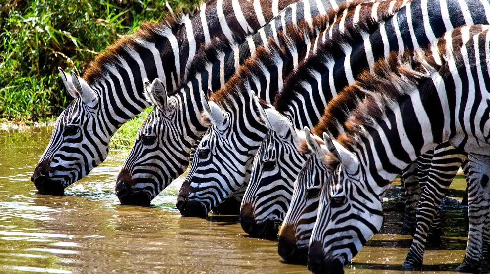Zebraer på stribe ved flodbredden i Kenya.