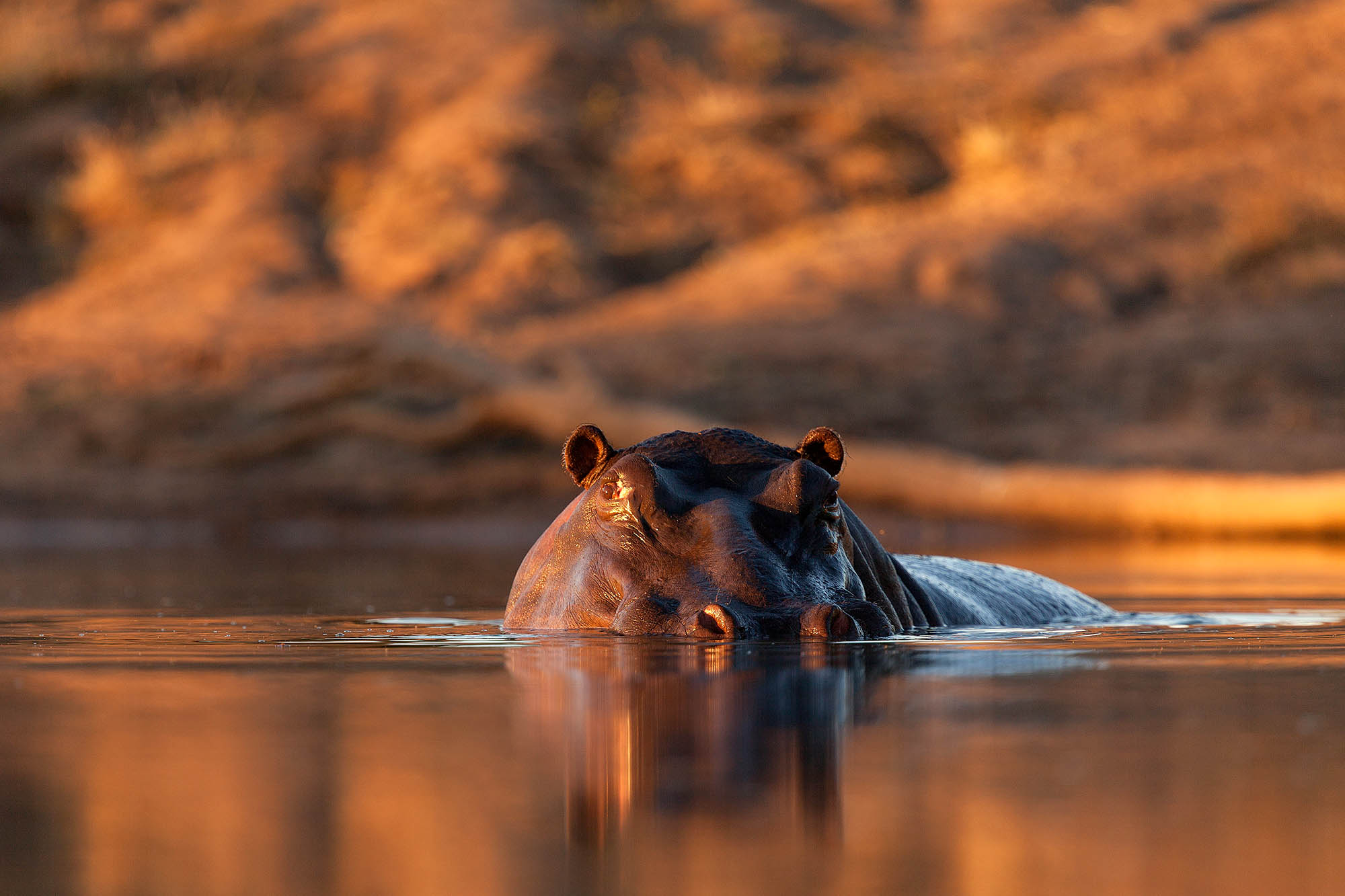 Flodhesten er hyppig i Lake Naivasha